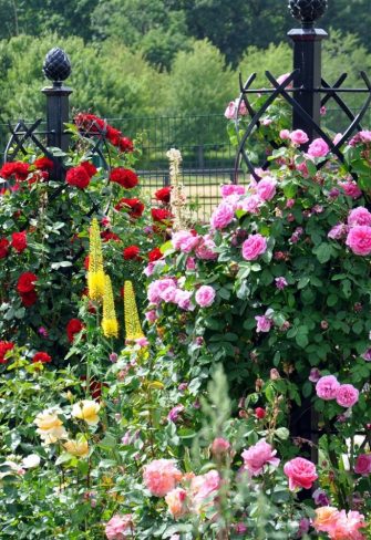 Classic Garden Elements' sturdy Charleston Rose Obelisk providing growing support to climbing roses