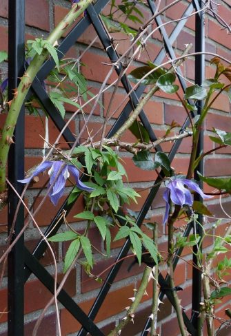 Close-up of roses and clematis tied to the De Rigueur Wall Trellis