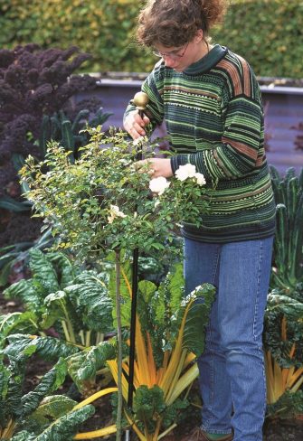 Securing a standard rose to a Jules Gravereaux Garden Stake by Classic Garden Elements