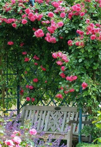 The Victorian Rose Arbour by Classic Garden Elements in blue, with climbing rose 'Laguna' at the Ellerhoop Arboretum