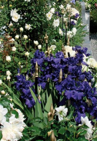 Blue irises looking stunning alongside the Jules Gravereaux Garden Stakes by Classic Garden Elements