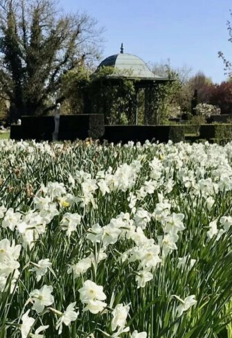 Daffodil meadow in Arboretum Ellerhoop with Wallingford pavilion from Classic Garden Elements in the background.