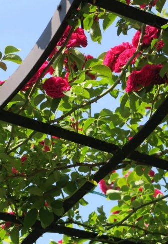 Close-up of the Victorian Rose Arbour by Classic Garden Elements covered in the glorious rambling rose 'Chevy Chase' under a perfect blue sky