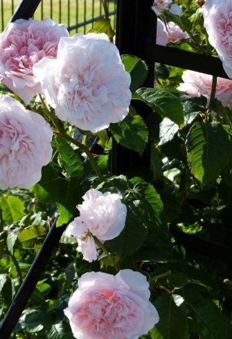 Close-up of the steel bands of the Victorian Rose Arbour by Classic Garden Elements covered in soft pink blossom