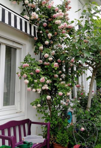 The 'Eden Rose' growing enthusiastically up the De Rigueur Wall Trellis on the wall of a house in Heidelberg