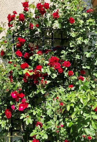 The Classic Garden Elements Large Modern Wall Trellis hidden beneath a sea of red climbing roses