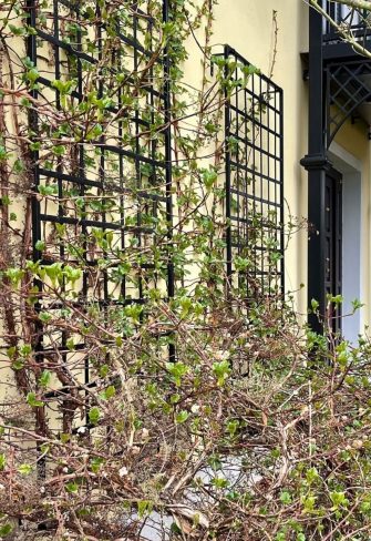 Large Modern Wall Trellis by Classic Garden Elements providing support to a climbing hydrangea on a yellow house façade