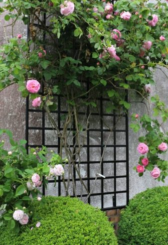 The Large Modern Wall Trellis by Classic Garden Elements with stunning pink David Austin Rose 'Constance Spry'