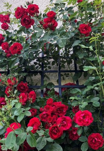 The Large Modern Wall Trellis by Classic Garden Elements almost hidden beneath the red-flowering climbing rose 'Flammentanz'