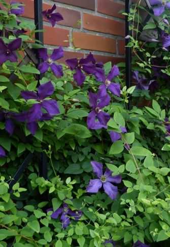 De Rigueur Wall Trellis in black by Classic Garden Elements, serving as a climbing aid for the 'Polish Spirit' clematis