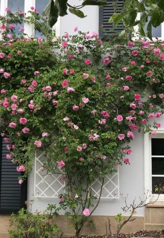 De Rigueur Wall Trellis in white by Classic Garden Elements, covered in rambling rose 'Mme Sancy de Parabère'