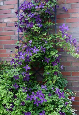 The Classic Garden Elements De Rigueur Wall Trellis in front of a brick wall and covered in blue clematis 'Polish Spirit'