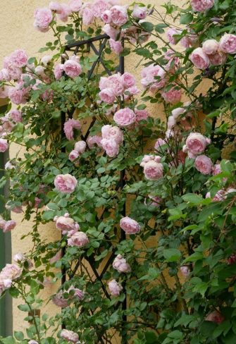 Climbing rose 'Sweet Laguna' growing happily up the Classic Garden Elements De Rigueur Wall Trellis in front of a yellow façade