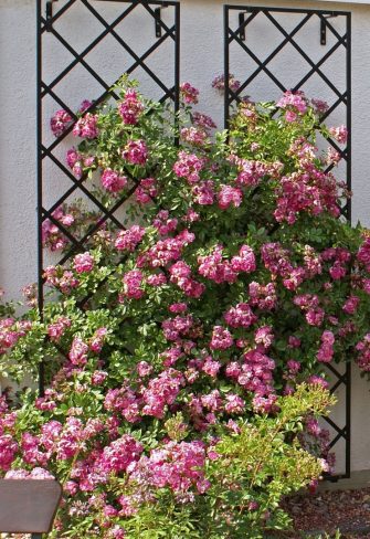 Classic Garden Elements De Rigueur Wall Trellis covered in pink climbing roses in the rose garden at Zweibrücken