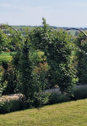 St. Albans pergola from Classic Garden Elements with ramblers at RosenPark Dräger