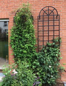 The Orangery Trellis: Elegant wall-mounted trellis made of galvanised steel