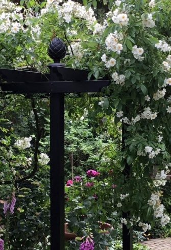 The Piemont Metal Pergola by Classic Garden Elements covered in rambling rose 'Bobbie James'