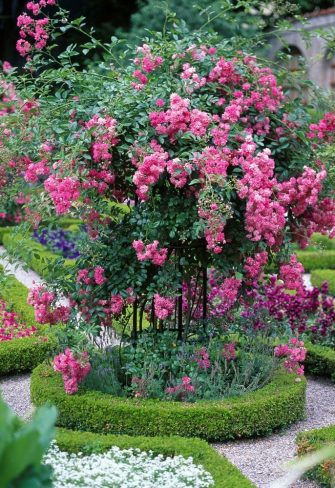 The Jean Vibert Plant Support by Classic Garden Elements with rambler 'Super Dorothy' in the formal gardens at Weihenstephan, Bavaria