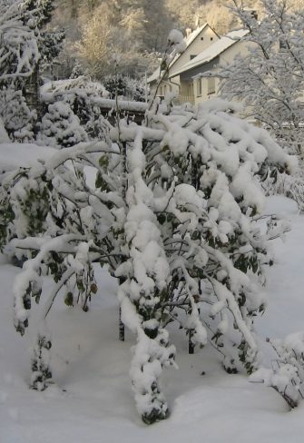 The Jean Vibert Plant Support with a shrub rose, covered in snow