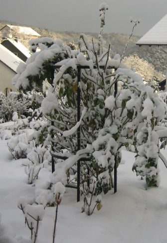 Snow-covered Jean Vibert Plant Support and shrub rose