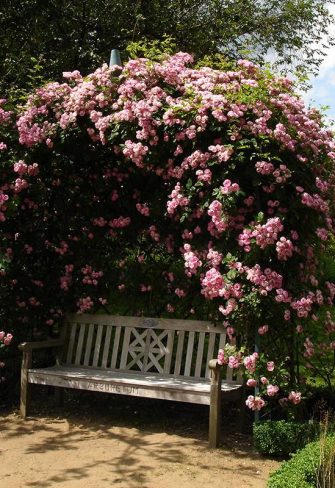 The stunning Victorian Rose Arbour covered in roses, creating a floral oasis above a garden bench