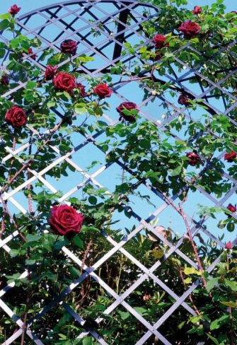 Close-up of the Villandry Rose Arbour by Classic Garden Elements covered in a red-flowering climbing rose