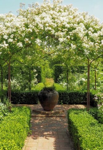 Rosa mulliganii at the Sissinghurst Pavilion in the famous 'White Garden' of Vita Sackville-West