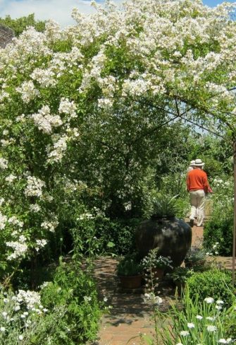 Climbing rose 'Rosa mulliganii' growing enthusiastically up and over The Sissinghurst Pavilion in Sissinghurst Gardens