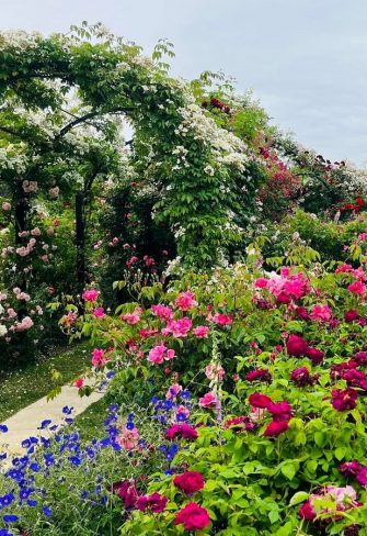 Rose-covered St. Alban's Pergola made by Classic Garden Elements at the Peter Beales Rose Gardens in Attleborough