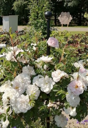 A Classic Garden Elements Jules Gravereaux Garden Stake supporting standard roses at the Dolná Krupá rosarium in Slovakia