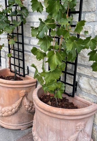 Close-up of the Croome Espalier Trellis by Classic Garden Elements on a terrace with terracotta pots and grapevines