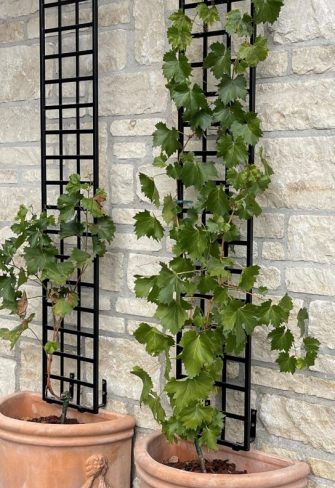 The Croome Espalier Trellis by Classic Garden Elements on a terrace with terracotta pots and grapevines