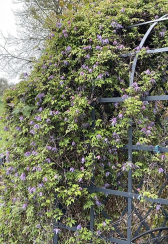 Classic Garden Elements' Victorian Rose Arbour covered in clematis