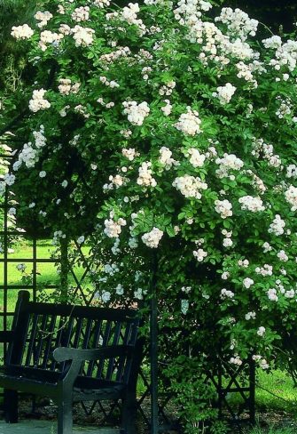 The Victorian Rose Arbour by Classic Garden Elements in Westfalenpark in Dortmund