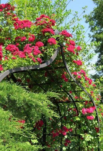 The Victorian Rose Arbour by Classic Garden Elements with the glorious rambling rose 'Chevy Chase' on a sunny day at the Europa-Rosarium Sangerhausen