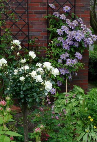 The De Rigueur Wall Trellis attached to a brick wall in a front garden and planted with clematis 'Crystal Fountain'