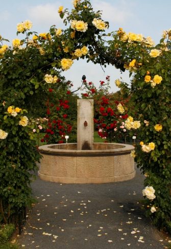 Kordes rose garden with fountain and Kiftsgate Victorian Rose Arch by Classic Garden Elements, covered in climbing rose 'Golden Gate'