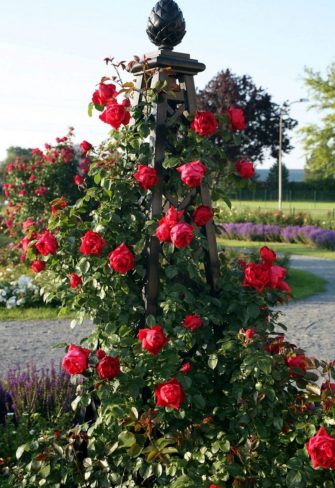 The Malmaison Pyramid Garden Obelisk by Classic Garden Elements with the red-flowering climbing rose 'Fiorentina'