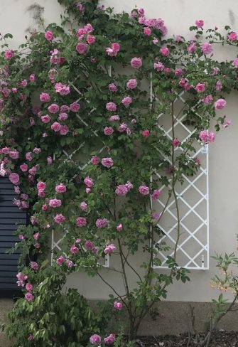 Rosa alpina and Rosa pendulina hybrid 'Mme Sancy de Parabère' growing happily on white De Rigeuer Wall Trellises mounted on a house wall