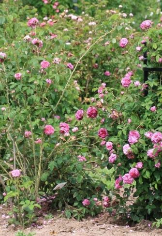 Two roses, one growing with no support (on the left) and the other (on the right) growing noticeably better with the support of the Rudolf Geschwind Rose Support