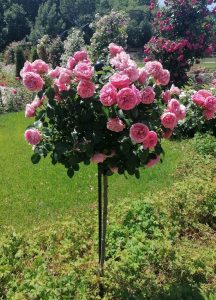 Elegant Jules Gravereaux Metal Garden Stakes suppport standard roses.