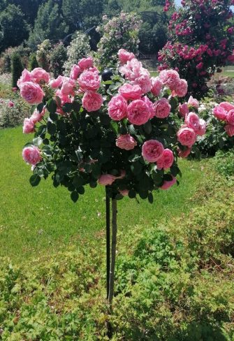 The 'Leonardo da Vinci' standard rose being supported by a Jules Gravereaux Garden Stake by Classic Garden Elements