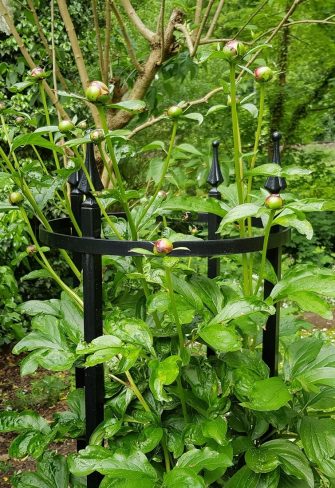 A peony growing happily on the Rudolf Geschwind Rose Support by Classic Garden Elements