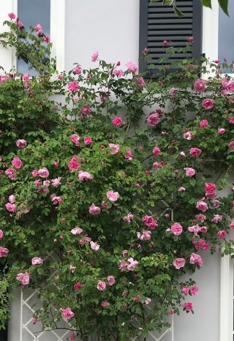 White De Rigeuer Wall Trellises mounted on a house wall, covered in climbing rose 'Mme Sancy de Parabère'