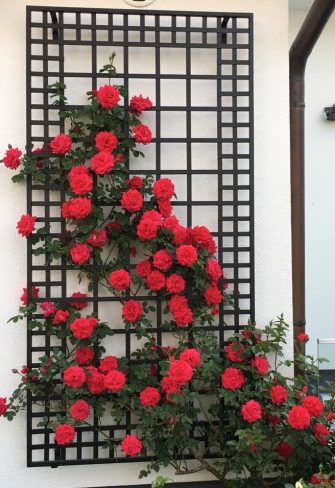 The exclusive Poundbury Metal Wall Trellis covered with red roses in full bloom