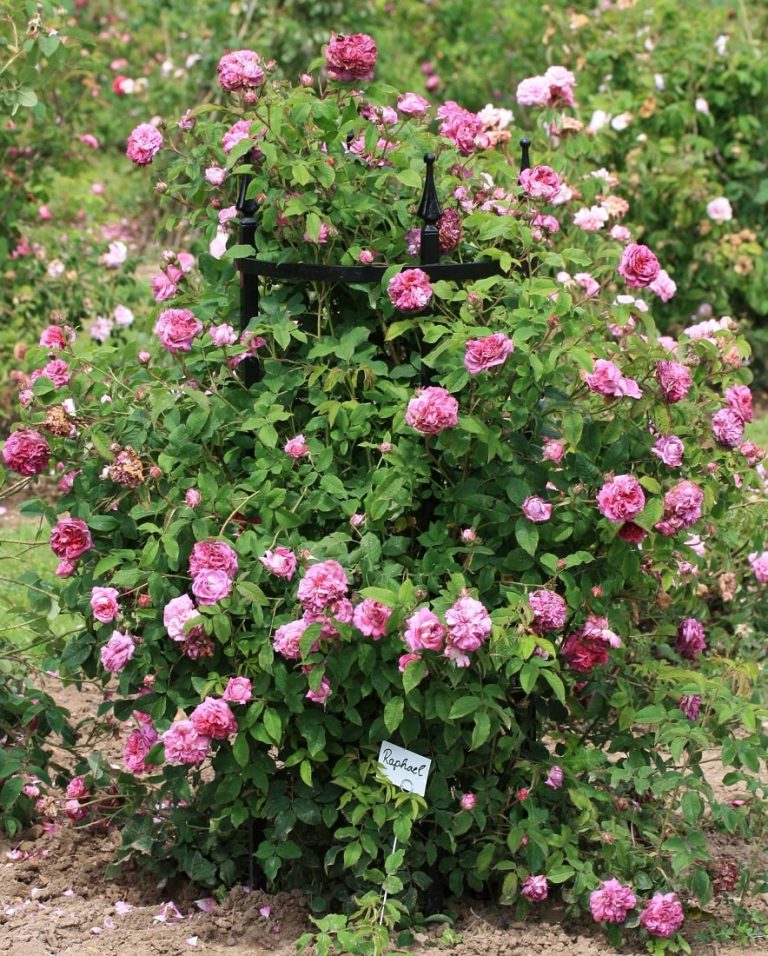 'Rudolf Geschwind' an elegant Rose Support guiding sprawling shrub roses