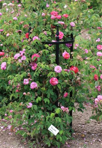 Rose 'Tricolore' growing up the Rudolf Geschwind Rose Support by Classic Garden Elements