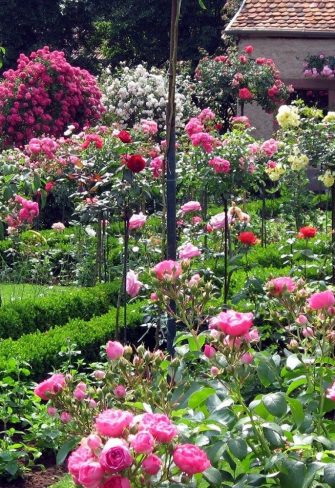 Standard roses being supported by metal garden stakes in a formal rose garden in France