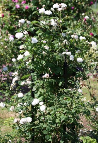 The Rudolf Geschwind Rose Support by Classic Garden Elements, the ideal support for old, sprawling roses