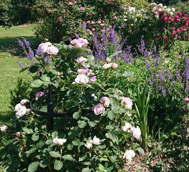 'Rudolf Geschwind' an elegant Rose Support guiding sprawling shrub roses